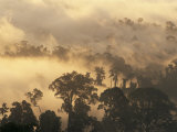 Rain Forest, Borneo, Southeast Asia Photographie par Lousie Murray