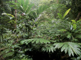 Broad Leaved Plants and Ferns Grow at Base of Dipterocarp Rainforest, Danum Valley, Malaysia Photographie par Lousie Murray