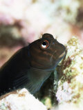 Goby Lives in Holes in Coral, Aldabra, Seychelles, Indian Ocean, Africa Photographie par Lousie Murray