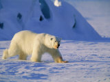 Male Polar Bear(Ursus Maritimus) in Spring, Svalbard/Spitsbergen, Arctic Lámina fotográfica por Lousie Murray Male Polar Bear(Ursus Maritimus) in Spring, Svalbard/Spitsbergen, Arctic Lámina fotográfica por Lousie Murray