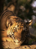 Indo Chinese Tiger Cub, Panthera Tigris Corbetti, Tiger Sanctuary for Confiscated Animals, Thailand Photographic Print by Lousie Murray