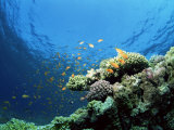 Sunlit Reef Top with Hard Corals and Anthias, Red Sea, Egypt, North Africa, Africa Photographie par Lousie Murray
