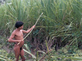 Yanomami Indian Collecting Reed for Arrows, Brazil, South America Photographic Print by Robin Hanbury-tenison