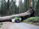 Tunnel Log, 275 Ft Long, Which Fell in 1937, Sequoia National Park Photographic Print by Ursula Gahwiler