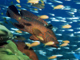 Coral Grouper Hangs Motionless as It Awaits Small Fish Prey, Simian Islands, Southeast Asia Photographie par Lousie Murray