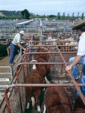 West District Bred Female Cattle at Breeders Sale, Mortlake, Victoria, Australia Photographie par Ursula Gahwiler
