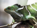 Fijian Crested Iguana, Endemic to Fiji, Brachylophus Vitiensis, Kulu Wildlife Park Photographie par Lousie Murray