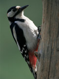 Greater Spotted Woodpecker (Dendrocopos Major), Finland, Scandinvia Photographie par Lousie Murray