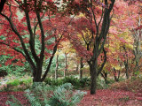 Winkworth Arboretum, Surrey, England, United Kingdom Photographic Print by John Miller