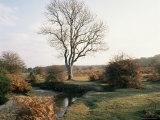 New Forest, Hampshire, England, United Kingdom Photographic Print by Roy Rainford