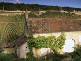 Old House and Vineyards, Bourgogne (Burgundy), France Photographie par John Miller
