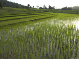 Young Rice Paddies in Terraces in Evening Sun Near Village of Poattap Poap, Shan State, Myanmar Photographic Print by Eitan Simanor