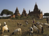 Herd of Goats Grazing in Front of Temples in the Bagan (Pagan) Archaeological Zone, Myanmar (Burma) Photographic Print by Eitan Simanor