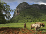 Peasant Farmer Ploughing Field with His Two Oxen, Vinales, Pinar Del Rio Province, Cuba Photographic Print by Eitan Simanor