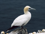 Gannet Perched on Rock, Bass Rock, East Lothian, Scotland, United Kingdom Photographie par Roy Rainford