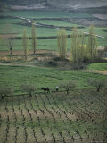 Man Ploughing with Mule Near Puente La Reina, Navarra, Northern Area, Spain Fotografisk tryk af John Miller Man Ploughing with Mule Near Puente La Reina, Navarra, Northern Area, Spain Fotografisk tryk af John Miller