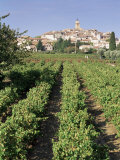 Vineyard, Cote Du Rhone, Sablet, Vaucluse, Provence, France Photographic Print by John Miller