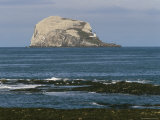 Bass Rock Gannetry, from the North Berwick Shore, East Lothian, Scotland, United Kingdom Photographic Print by Roy Rainford