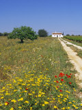 Wild Flowers Near Tavira, Algarve, Portugal Photographic Print by John Miller