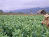 Tobacco Harvest, Vinales Valley, Pinar Del Rio Province, Cuba, West Indies, Central America Photographic Print by Bruno Morandi