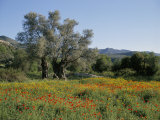 Spring Flowers and Olive Trees on Lower Troodos Slopes Near Arsos, Cyprus Photographic Print by Michael Short