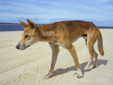 Wild Dingo on Beach, Australia Photographic Print by Mark Mawson