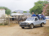 Ostrich Farm in Oudtshoorn, Little Karoo, South Affrica Photographic Print by Fraser Hall