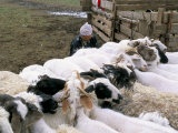 Sheep, Ovorkanghai Province, Mongolia, Central Asia Photographic Print by Bruno Morandi Sheep, Ovorkanghai Province, Mongolia, Central Asia Photographic Print by Bruno Morandi
