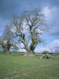 Ancient Sweet Chestnut Tree, Croft Castle, Herefordshire, England, United Kingdom Photographic Print by David Hunter