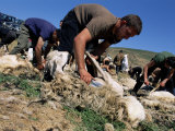 Sheep Shearing, Burcei, Mount Sarrabus, Sardinia, Italy Photographic Print by Bruno Morandi Sheep Shearing, Burcei, Mount Sarrabus, Sardinia, Italy Photographic Print by Bruno Morandi