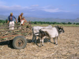 Sugar Cane Harvest, San Luis Valley, Sancti Spiritus Province, Cuba, West Indies, Central America Photographic Print by Bruno Morandi