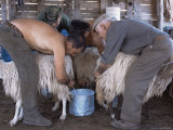 Preparing Sheep for Shearing, Burcei, Mount Sarrabus, Sardinia, Italy Photographic Print by Bruno Morandi Preparing Sheep for Shearing, Burcei, Mount Sarrabus, Sardinia, Italy Photographic Print by Bruno Morandi