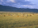 Goats and Cattle, Uureg Nuur Lake, Uvs Province, Mongolia, Central Asia Photographic Print by Bruno Morandi