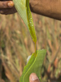 Close up of a Torn Aloe Vera Leaf with Juice Running Out, Village of Borunda, Rajasthan State, Indi Lámina fotográfica por Eitan Simanor
