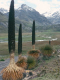Catac National Park, Andes Mountains, Peru, South America Photographic Print by Derrick Furlong