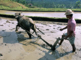Farmer Ploughing Flooded Rice Field, Central Area, Island of Bali, Indonesia, Southeast Asia Photographic Print by Bruno Morandi