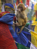 Young Monkey Sitting on Prayer Flags Tied on a Pole, Darjeeling, India Lámina fotográfica por Eitan Simanor