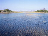 Everglades, Florida, USA Photographic Print by Derrick Furlong