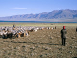 Flock of Goats, Uureg Nuur Lake, Uvs Province, Mongolia, Central Asia Photographic Print by Bruno Morandi