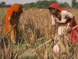 Women in Colourful Saris in a Field of Aloe Vera Preparing for Flood Irrigation, Village of Borunda Photographic Print by Eitan Simanor Women in Colourful Saris in a Field of Aloe Vera Preparing for Flood Irrigation, Village of Borunda Photographic Print by Eitan Simanor