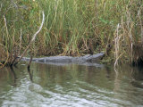 Alligator, Anhinga Trail, Everglades National Park, Florida, USA Photographie par Fraser Hall