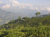Singtom Tea Garden, Snowy and Cloudy Kandchengzonga Peak in Background, Darjeeling, Himalayas Photographic Print by Eitan Simanor