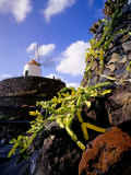 Cacti and Windmill at Jardin De Los Cactus, Lanzarote, Spain Photographic Print by Marco Simoni