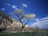 Almond Tree in Bloom, Zelve, Cappadocia, Anatolia, Turkey, Eurasia Photographie par Marco Simoni