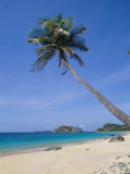 Palm Tree at Praia Do Conceicao Beach, Fernando De Noronha, Brazil Photographic Print by Marco Simoni