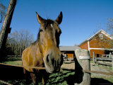 Horse and Farm, Near Kent, Connecticut, New England, USA Photographic Print by Marco Simoni