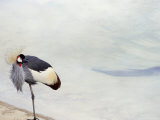 Crane, Santa Barbara Zoo, California, USA Photographic Print by Marco Simoni
