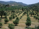 Olive Trees, Near Spili, Island of Crete, Greece, Mediterranean Fotografie-Druck von Marco Simoni
