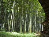 Bamboo Forest, Hokokuji Temple Garden, Kamakura, Kanagawa Prefecture, Japan Photographic Print by Christian Kober