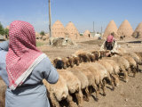Sheep Being Milked in Front of Beehive Houses Built of Brick and Mud, Srouj Village, Syria Photographic Print by Christian Kober